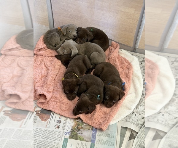 Medium Photo #44 Labrador Retriever Puppy For Sale in SIMI VALLEY, CA, USA