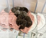 Small #9 Labrador Retriever