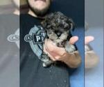 Small Photo #16 Schnauzer (Miniature) Puppy For Sale in SPENCER, TN, USA