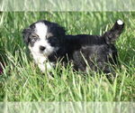 Small #2 Auss-Tzu