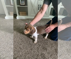 Beagle Puppy for sale in NEW VIENNA, OH, USA