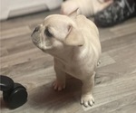 Small Photo #13 French Bulldog Puppy For Sale in SIOUX FALLS, SD, USA