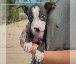Lewis - Male Boxador Dog for Adoption - Photo #4