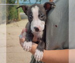Small Photo #4 Boxador Puppy For Sale in Huntley, IL, USA