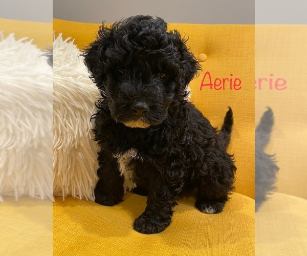 Medium Photo #1 Portuguese Water Dog Puppy For Sale in SAINT LOUIS, MO, USA