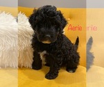 Small Photo #1 Portuguese Water Dog Puppy For Sale in SAINT LOUIS, MO, USA