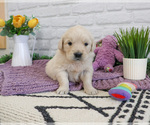 Small #3 English Cream Golden Retriever