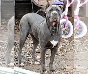 Mother of the Cane Corso puppies born on 07/30/2019