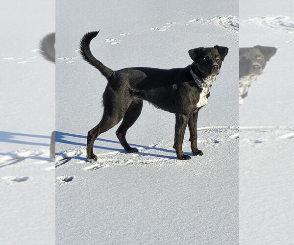 Medium Photo #4 Labrador Retriever-Unknown Mix Puppy For Sale in Calgary, Alberta, Canada