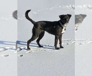 Vida - Female Labrador Retriever-Unknown Mix Dog for Adoption - Photo #4
