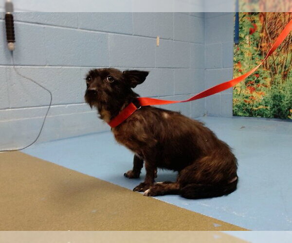 Medium Photo #1 Dachshund-Unknown Mix Puppy For Sale in Moreno Valley, CA, USA
