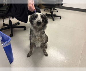 Australian Shepherd Dogs for adoption in Corona, CA, USA