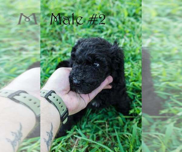 Medium Photo #2 Poodle (Standard) Puppy For Sale in STONEVILLE, NC, USA
