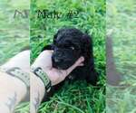 Small #1 Poodle (Standard)