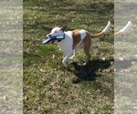 Small #13 Mutt