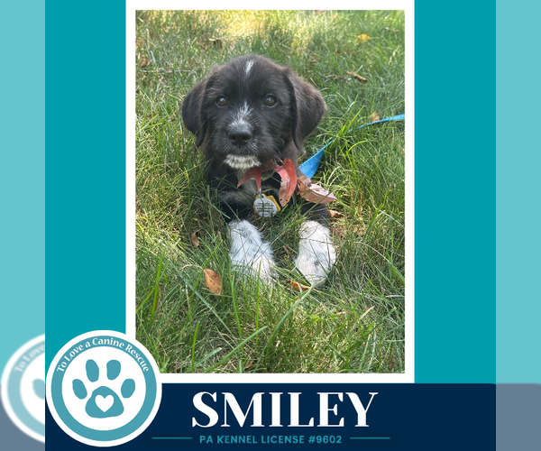 Medium Photo #5 Labrenees Puppy For Sale in Kimberton, PA, USA