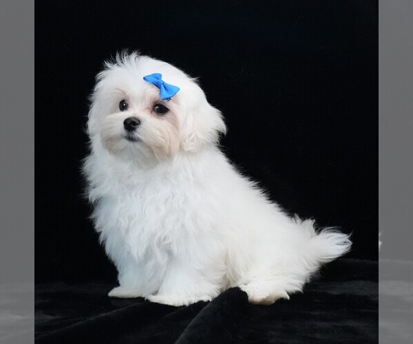 Medium Photo #1 Maltese Puppy For Sale in ROCK VALLEY, IA, USA
