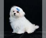 Image preview for Ad Listing. Nickname: Rory