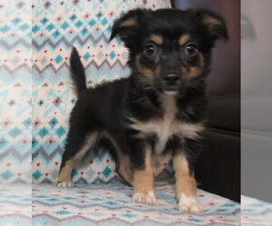 Chihuahua Puppy for sale in HAYES, VA, USA