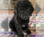 Puppy 1 Goldendoodle-Poodle (Standard) Mix