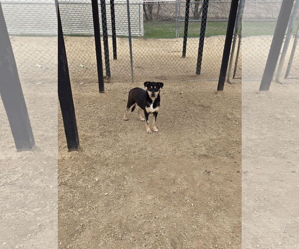 Medium Photo #3 Mutt Puppy For Sale in Maquoketa, IA, USA