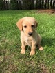 Small Photo #1 Labradoodle Puppy For Sale in ALGONA, IA, USA