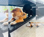 Small #1 Labrador Retriever Mix