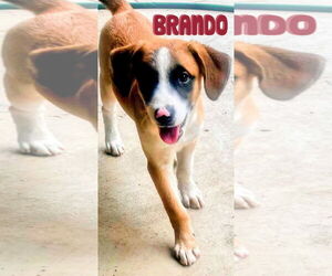 Black Mouth Cur-Unknown Mix Dogs for adoption in Rockaway, NJ, USA