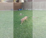 Small #2 Mutt