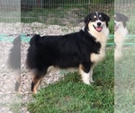 Small #8 Australian Shepherd