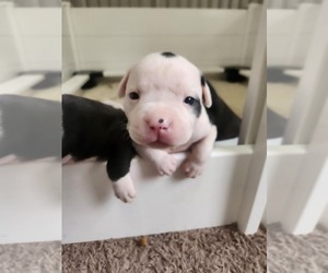 American Bulldog Puppy for sale in HOLIDAY, FL, USA