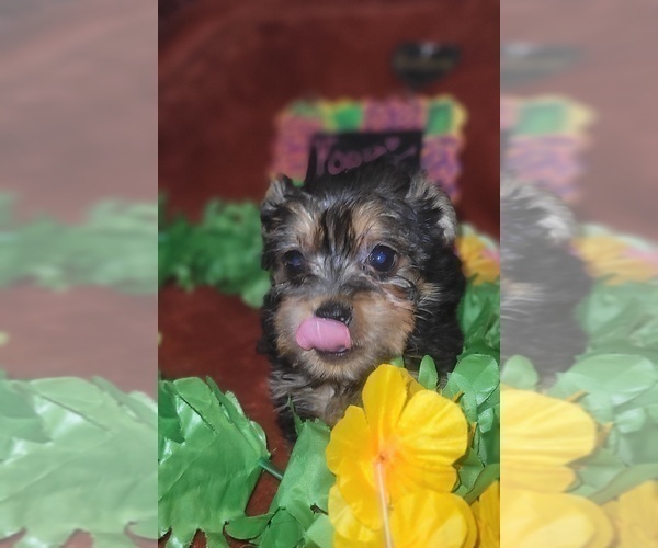 Medium Photo #2 Yorkshire Terrier Puppy For Sale in AKRON, OH, USA