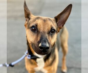 Doberman Pinscher-German Shepherd Dog Mix Dogs for adoption in Lake Forest, CA, USA