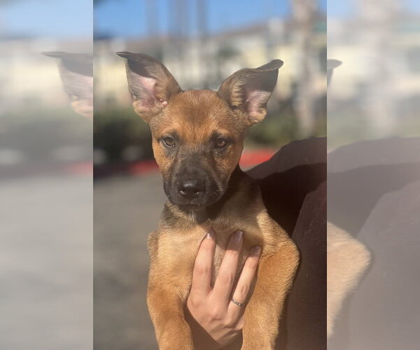 Medium Photo #15 German Shepherd Dog-Unknown Mix Puppy For Sale in Dana Point, CA, USA