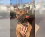 Small Photo #15 German Shepherd Dog-Unknown Mix Puppy For Sale in Dana Point, CA, USA
