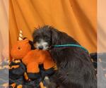 A615639 - Female Mutt Dog for Adoption - Small photo