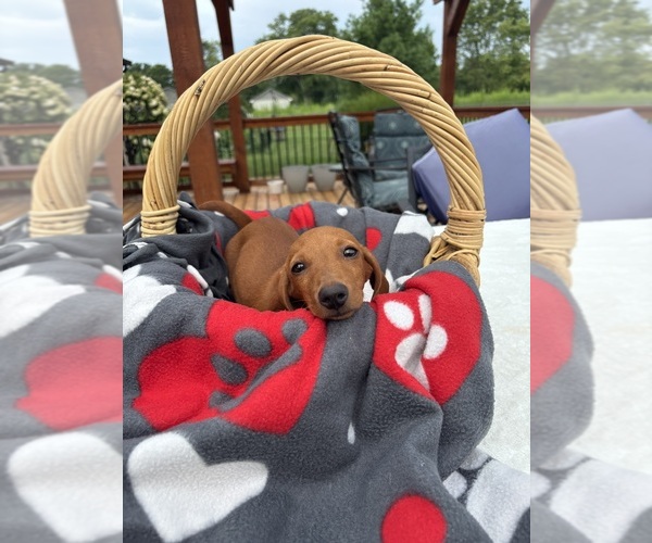 Medium Photo #1 Dachshund Puppy For Sale in GREENFIELD, IN, USA