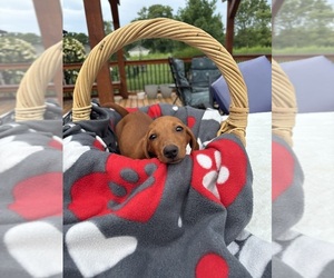 Dachshund Puppy for sale in GREENFIELD, IN, USA