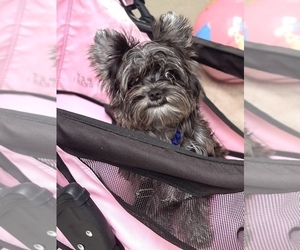 Yorkshire Terrier Puppy for sale in CORAL SPRINGS, FL, USA