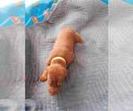 Small Photo #18 Doberman Pinscher Puppy For Sale in GOLDSBORO, NC, USA