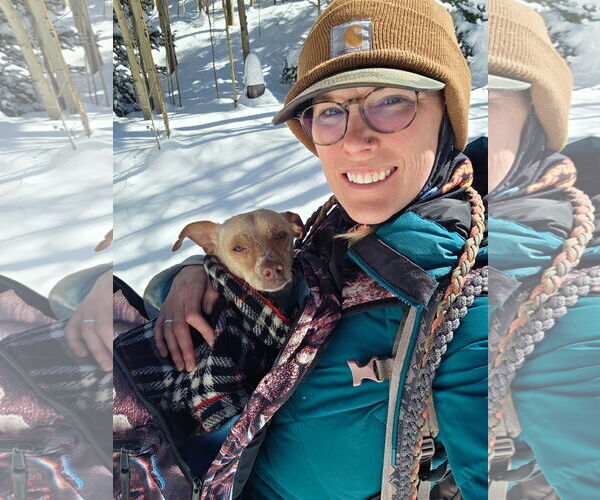 Medium Photo #3 ShiChi Puppy For Sale in Aurora, CO, USA