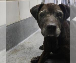 Boxer-Unknown Mix Dogs for adoption in San Antonio, TX, USA