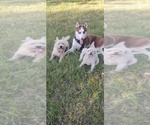 Small Photo #4 Siberian Husky Puppy For Sale in CARMINE, TX, USA