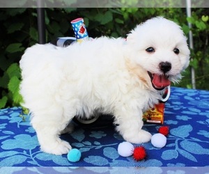 Maltese Puppy for sale in TUSKAHOMA, OK, USA