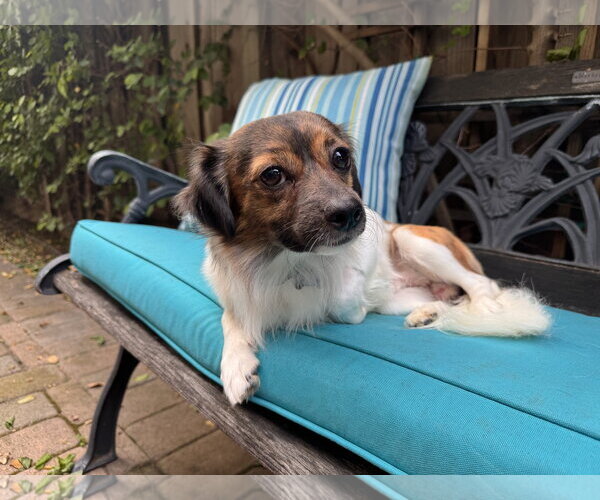 Medium Photo #9 Papillon-Unknown Mix Puppy For Sale in Santa Clara, CA, USA