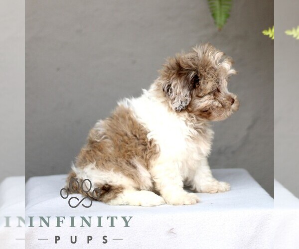 Medium Photo #3 ShihPoo Puppy For Sale in GORDONVILLE, PA, USA