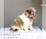 Small #2 ShihPoo