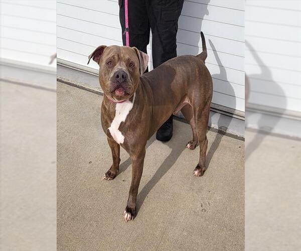 Medium Photo #1 American Bulldog Puppy For Sale in Louisville, KY, USA