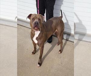 American Bulldog Dogs for adoption in Louisville, KY, USA