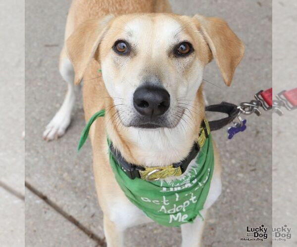 Medium Photo #7 Labrador Retriever-Unknown Mix Puppy For Sale in Washington, DC, USA